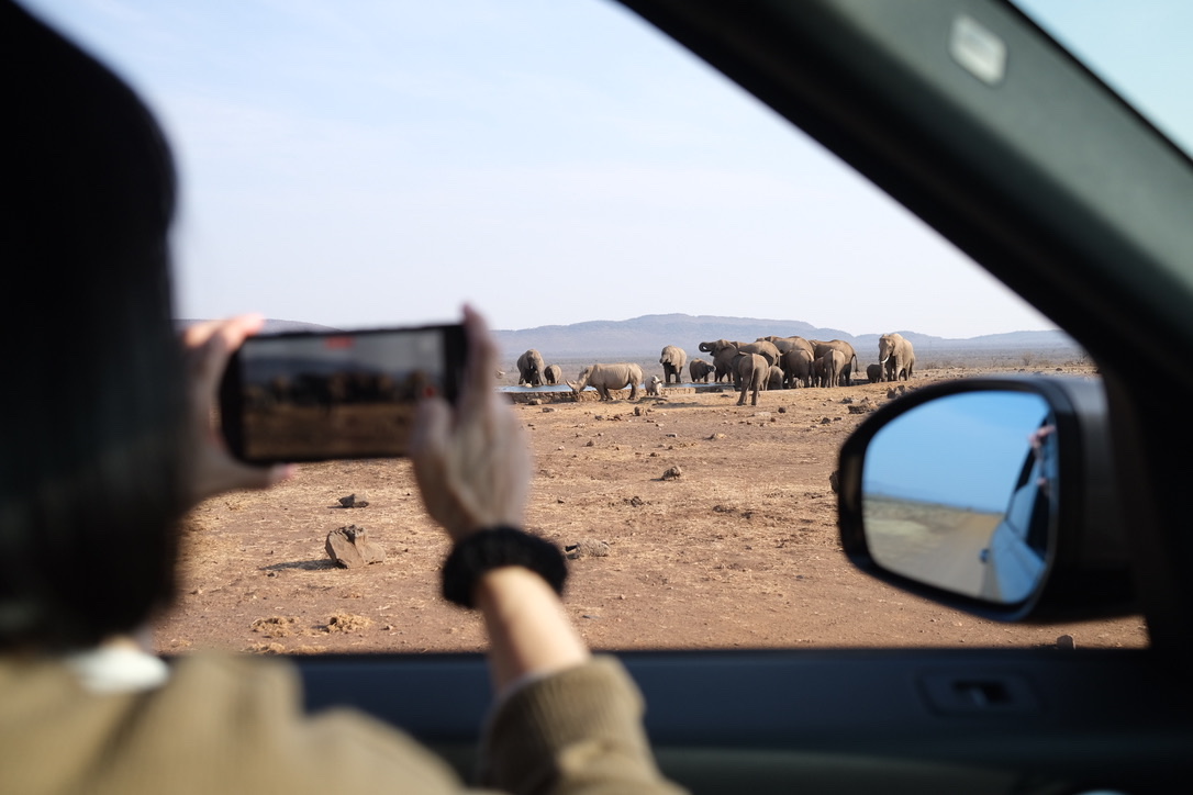 Someone photographing a herd of elephants at a waterhole through a car window